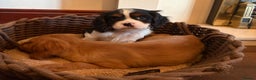 Cavalier King Charles Spaniel dogs for sale: Gorgeous Cavalier King Charles Spaniel Boys - Advert 17