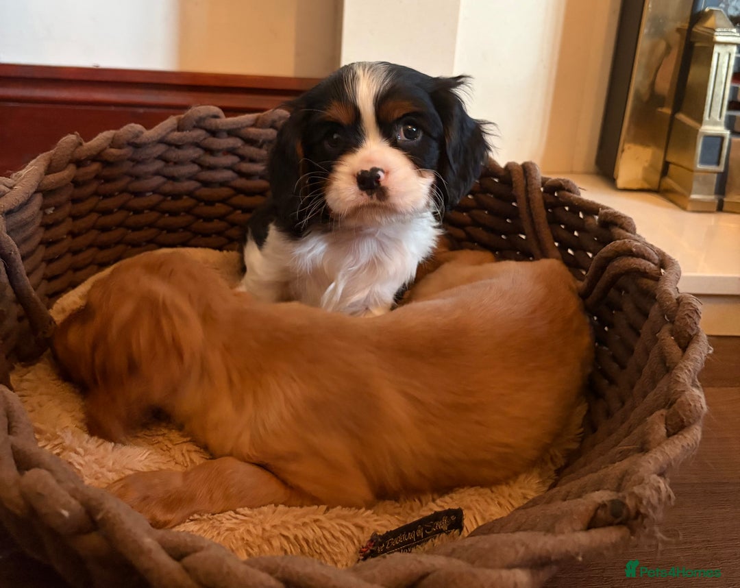 Cavalier King Charles Spaniel dogs for sale: Gorgeous Cavalier King Charles Spaniel Boys - Advert 17