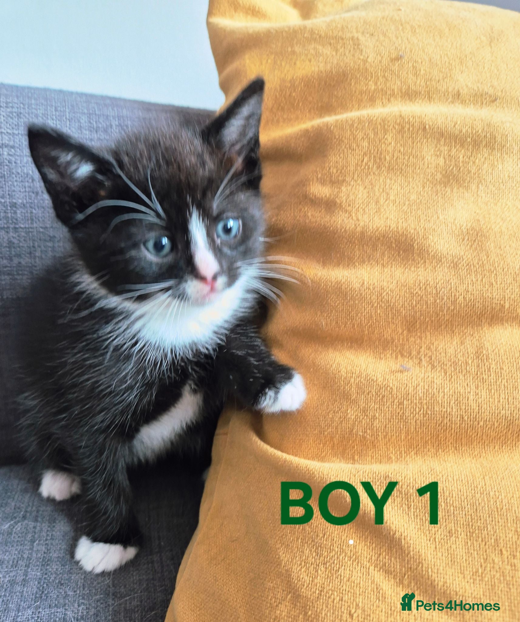 European cats 🐾AdorableKitten's BoysGirls LookingforLovingHomes - Advert 1