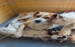 Mixed Breed dogs for adoption: Meet Nina  - Image 5