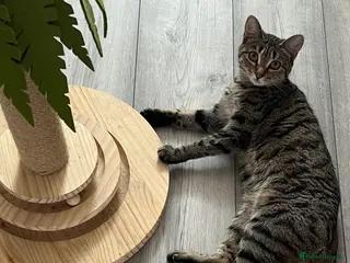 Bengal cats Loving cat seeking forever home asap - Advert 10