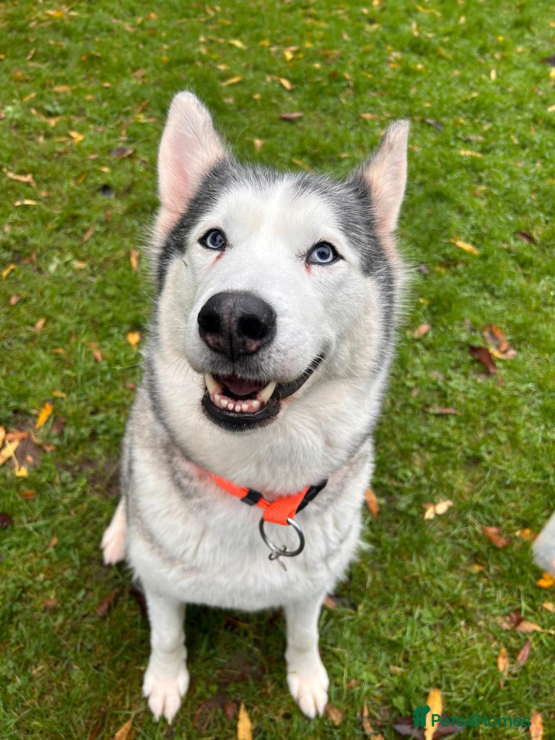 Siberian Husky dogs for adoption: Wendy - Advert 4
