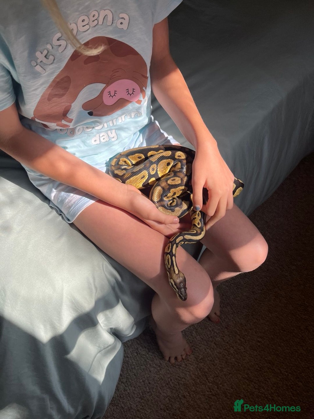Python Snake reptiles for sale: Royal Python (Fire Yellow Belly) – Female - Image 2