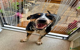 Mixed Breed dogs for adoption: Pippa - The sweetest, softest girl - Image 3