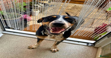 Mixed Breed dogs - Advert 7