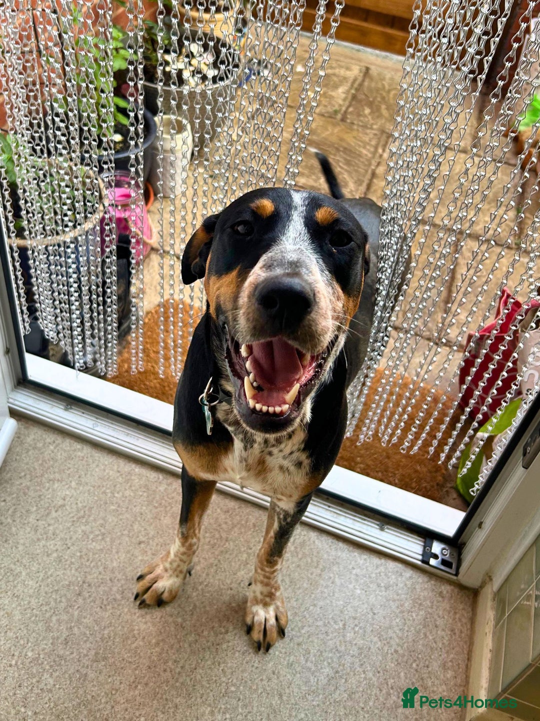 Mixed Breed dogs for adoption: Pippa - The sweetest, softest girl - Image 3