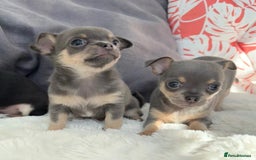 Chihuahua dogs for sale: Beautiful chihuahua puppies ready to leave now - Image 1