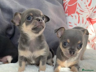 Chihuahua dogs - Advert 2