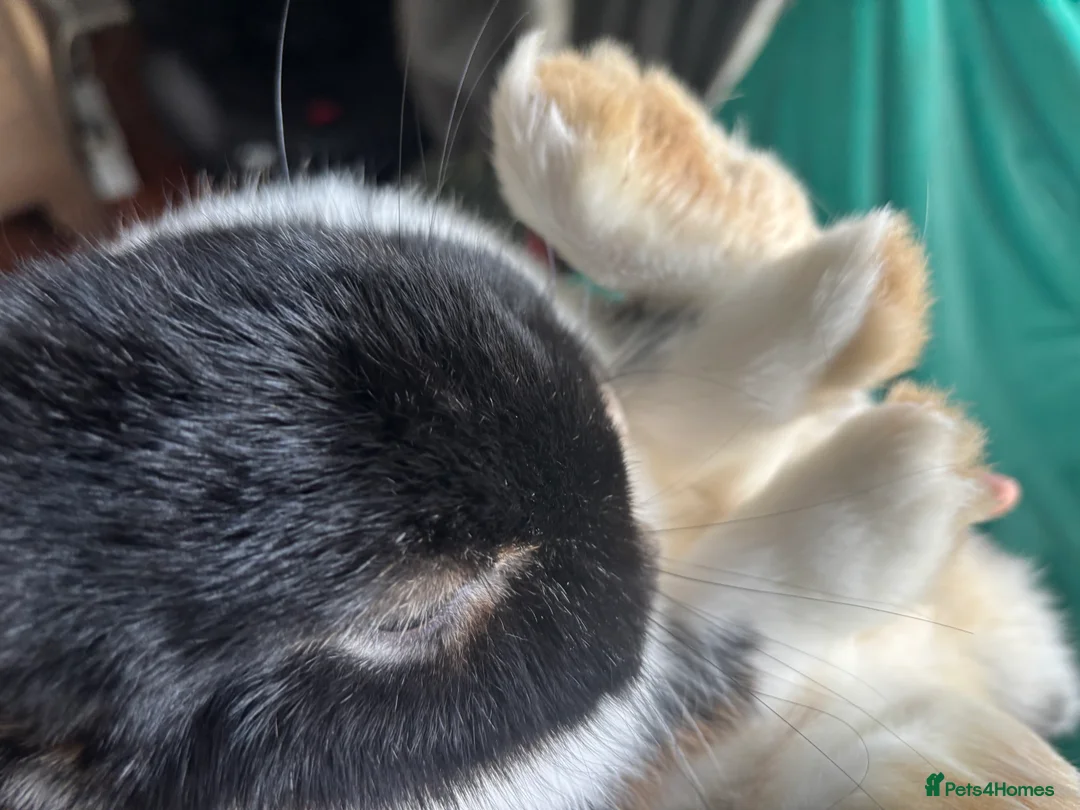 Mini Lop rabbits for sale: Cinder & Toffee Lop Rabbits (f) - Advert 6