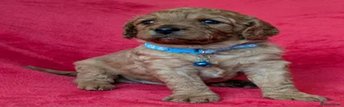 Cavapoo Puppy 1 (Blue collar): Red body