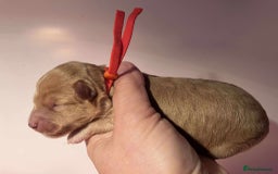 Cavapoo dogs for sale: 5⭐️Licensed+DNA tested+Vet Checked - Image 11