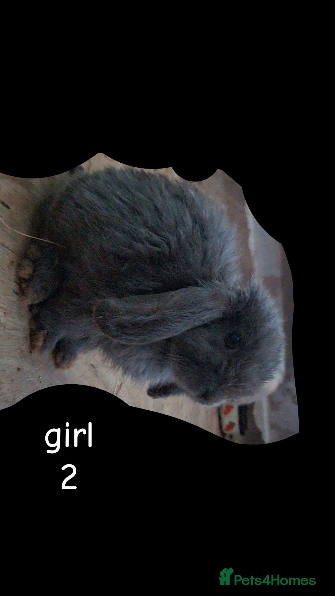 Mini Lop rabbits for sale: 6 beautiful mini lops both male amd female - Image 4