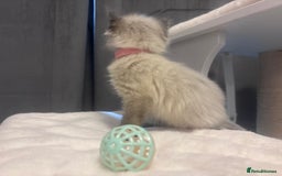 Ragdoll cats for sale: One gorgeous pedigree Ragdoll kitten available  - Image 14