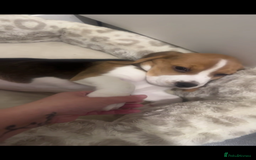 Beagle dogs for sale: Chunky tri-coloured beagle puppy - Image 2