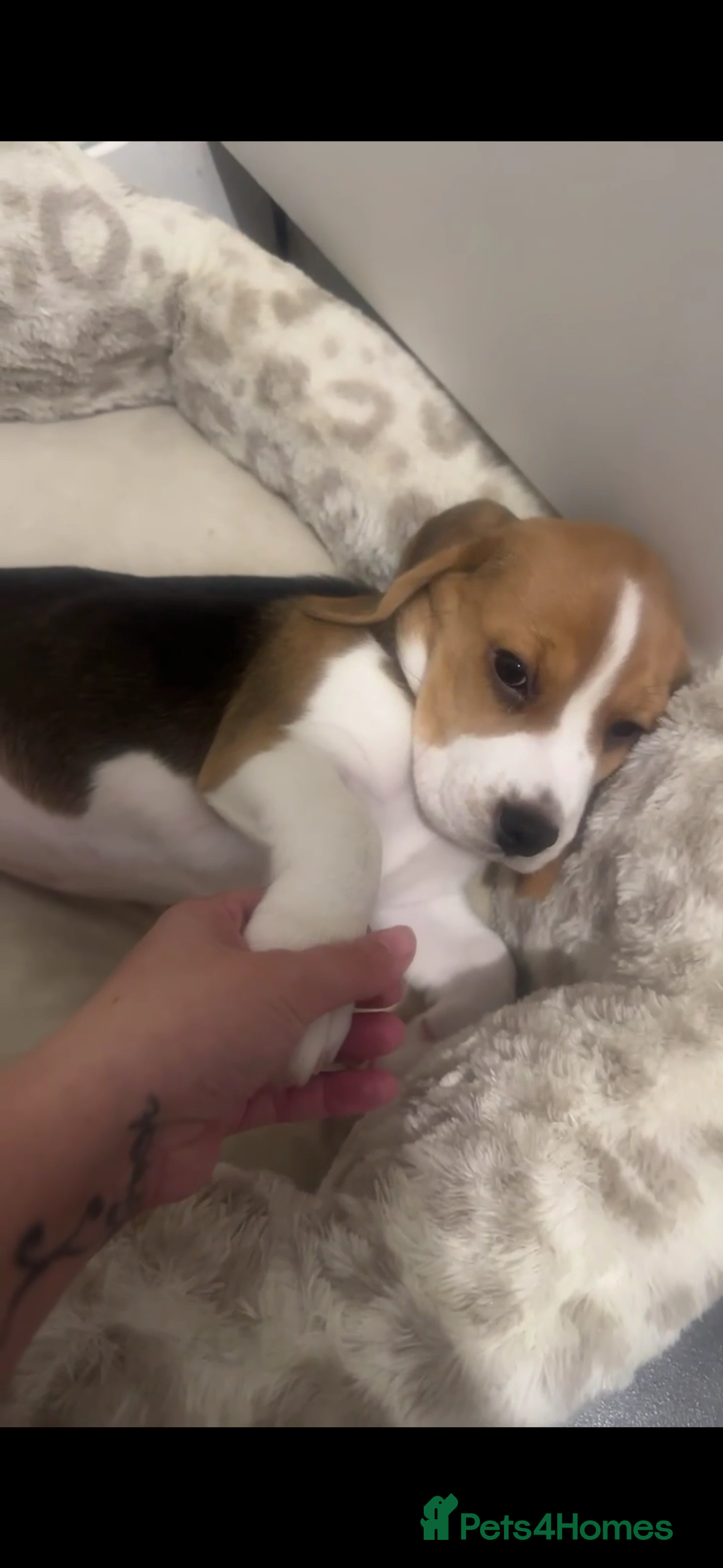 Beagle dogs for sale: Chunky tri-coloured beagle puppy - Image 2