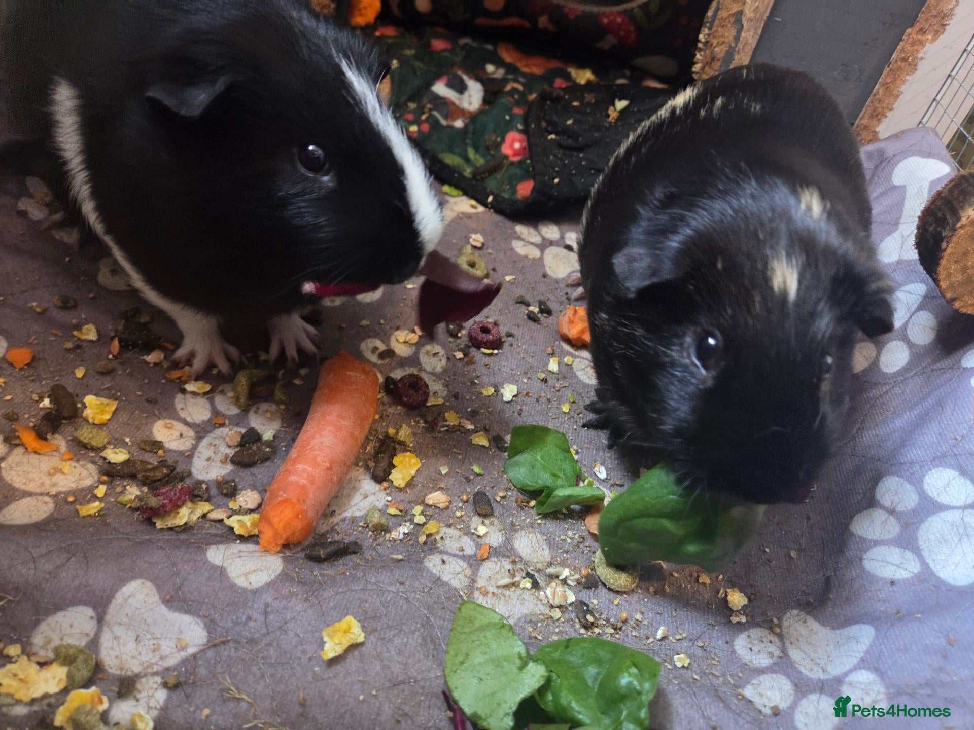Mixed Breed rabbits Guinea Pigs - Advert 3