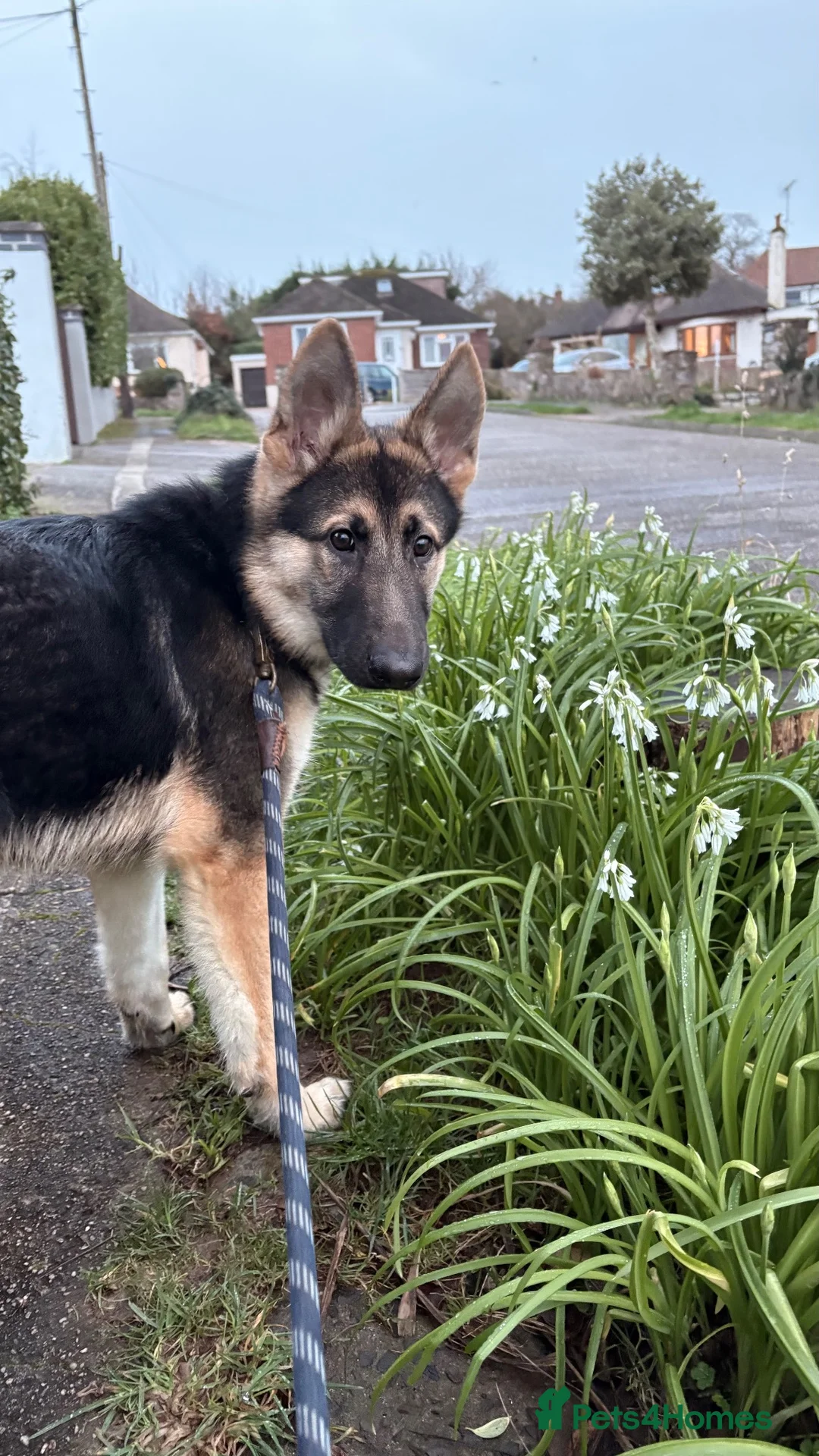 German Shepherd dogs for sale: pochi (GSD 1 year) in Brixham - Advert 8