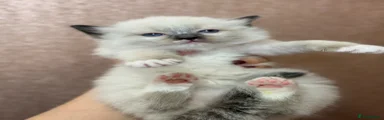 Ragdoll 3