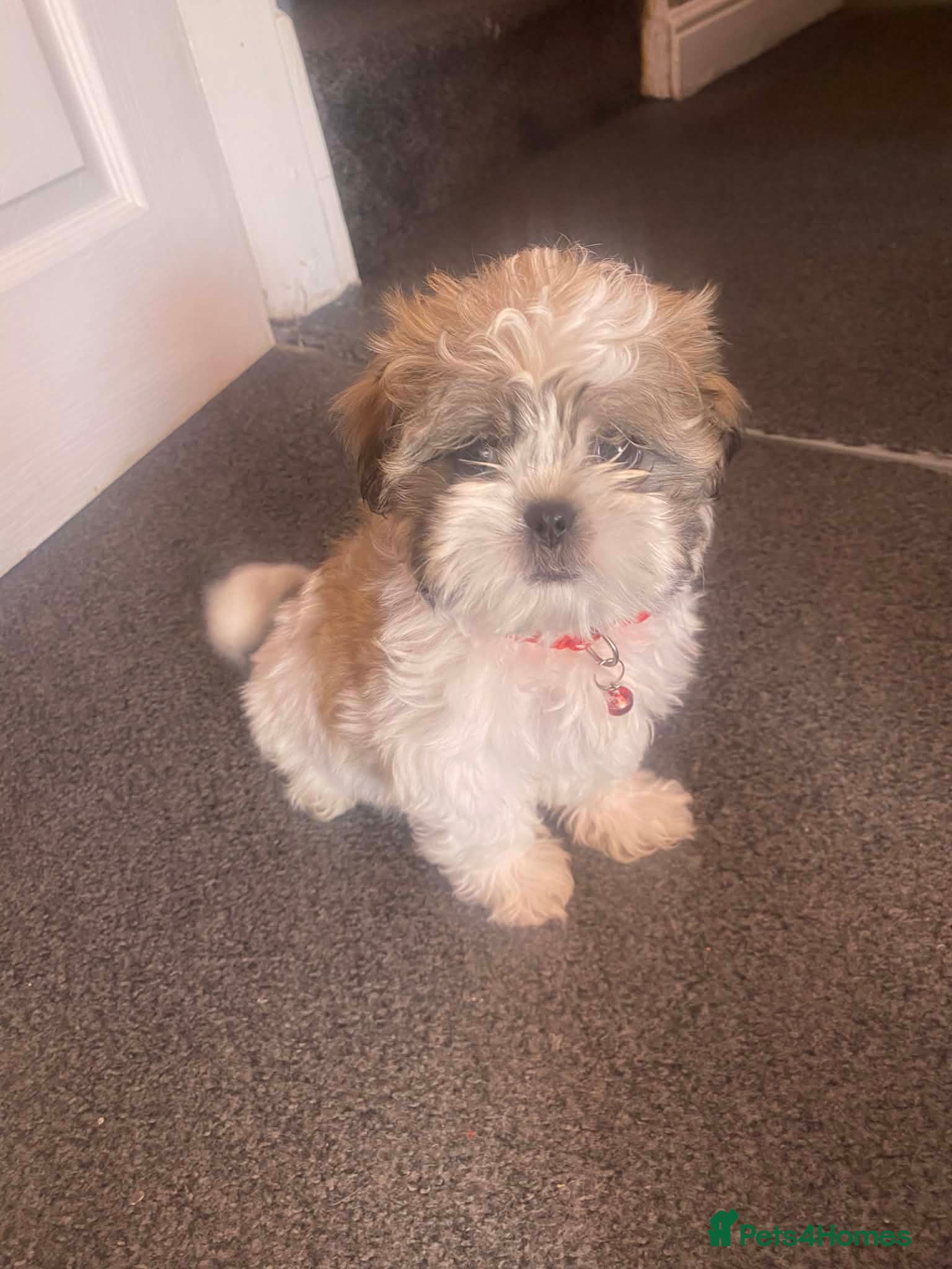 Malshi dogs ONLY 1 GIRL MINI MALSHI PUPPIES LEFT  - Advert 2