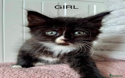 Ragdoll cats for sale: Beautifull X Ragdoll Kittens - Image 3