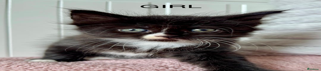 Ragdoll Kitten 4