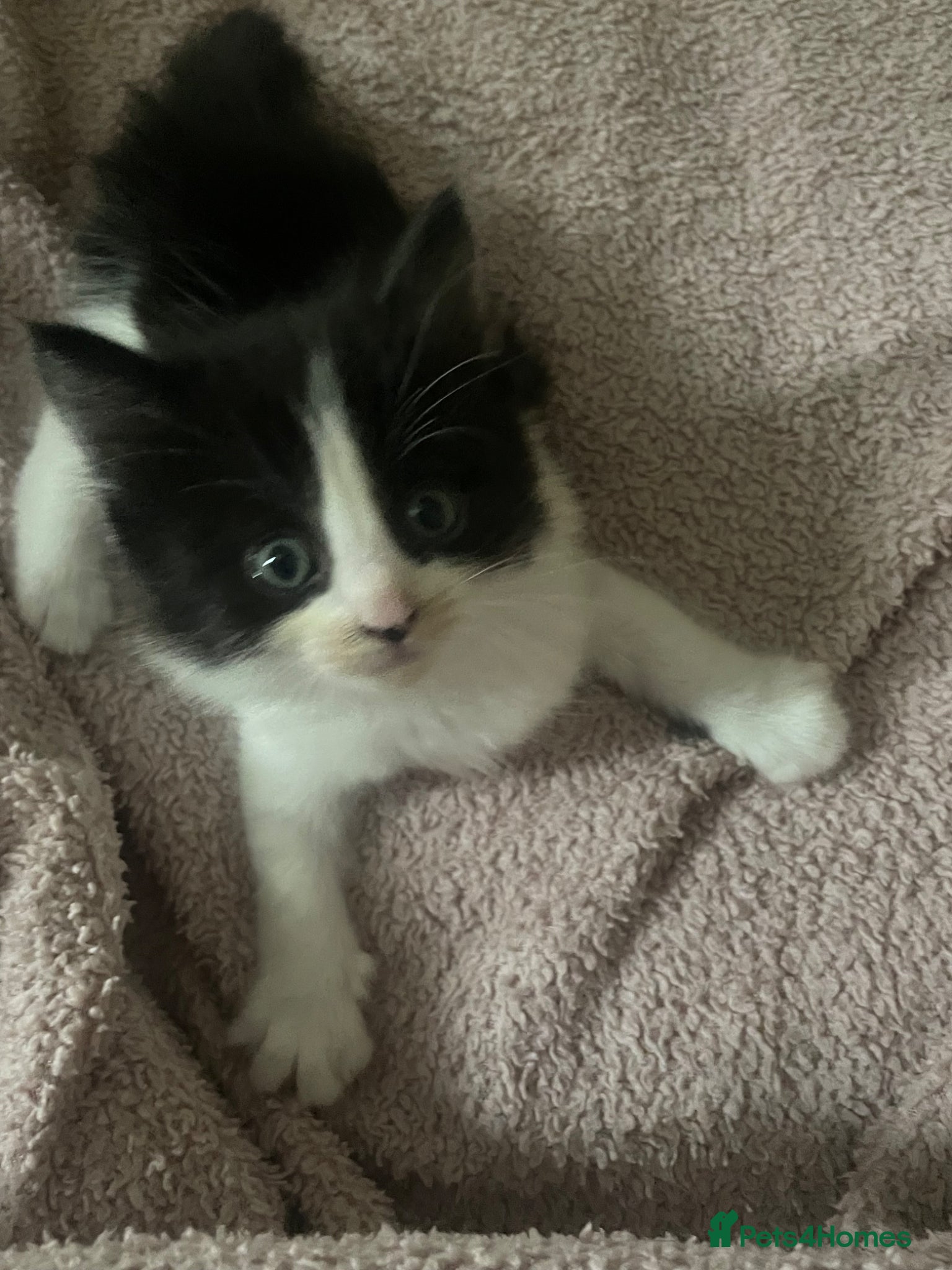 Turkish Van cats Litter of 6 kittens  - Advert 7