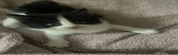 Turkish Van cats for sale: Only 1 male kitten left £100 - Advert 13