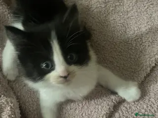 Turkish Van cats Litter of 6 kittens - Advert 7