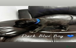 Mixed Breed dogs for sale: Doberman X XL Bully  - Image 26