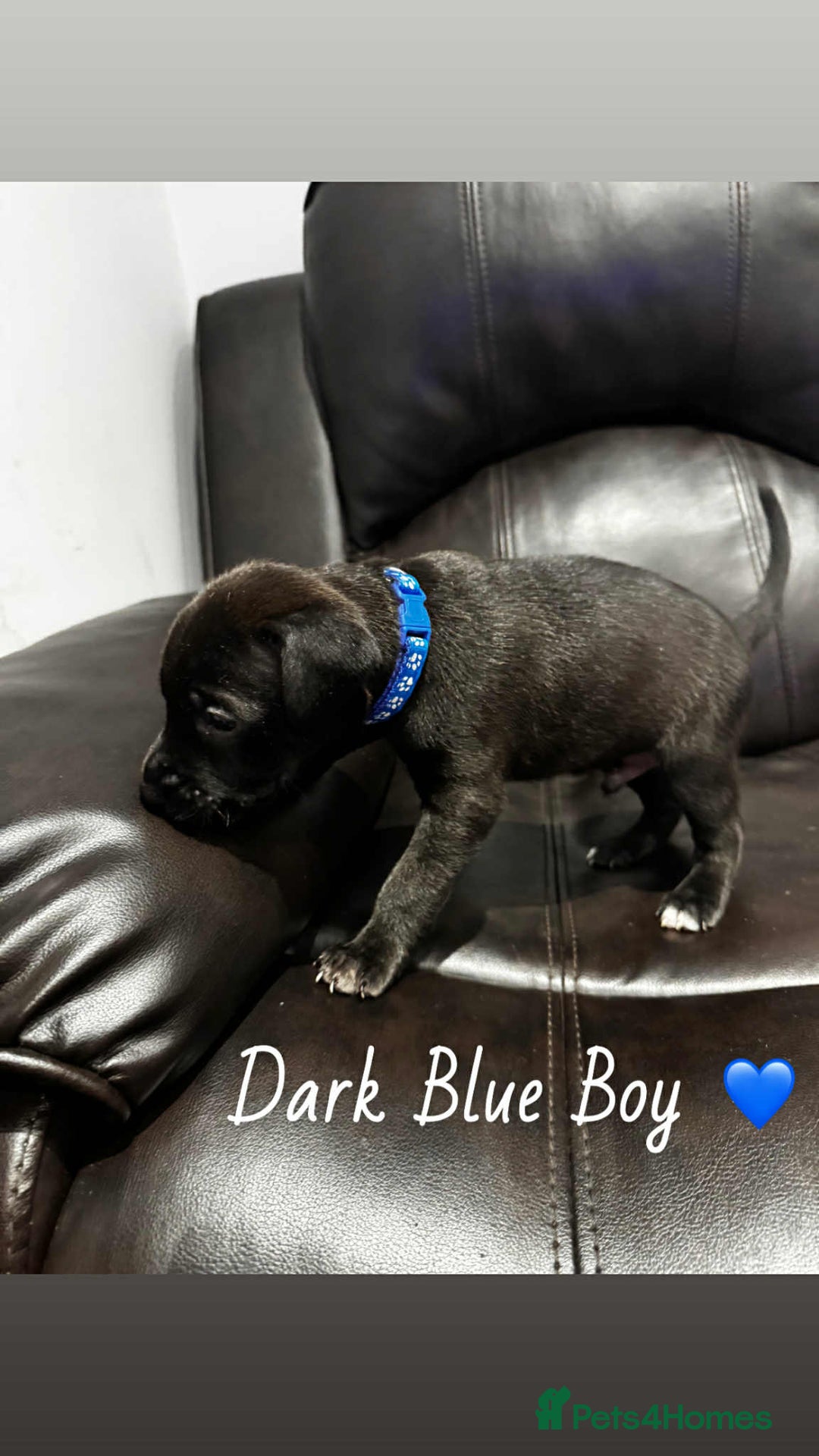 Mixed Breed dogs for sale: Doberman X XL Bully  - Image 26