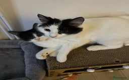 Mixed Breed cats for sale: 2 kittens  - Image 1