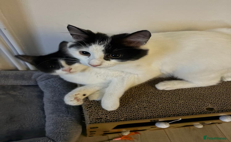 Mixed Breed cats - Advert 4