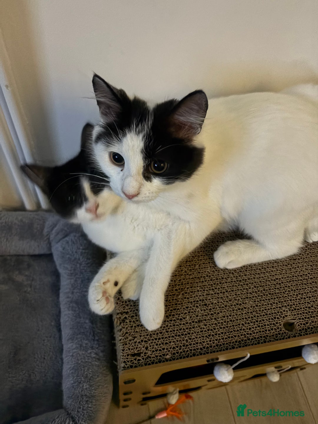 Mixed Breed cats for sale: 2 kittens  - Image 1