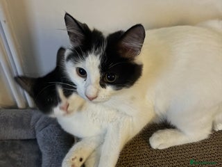 Mixed Breed cats - Advert 13