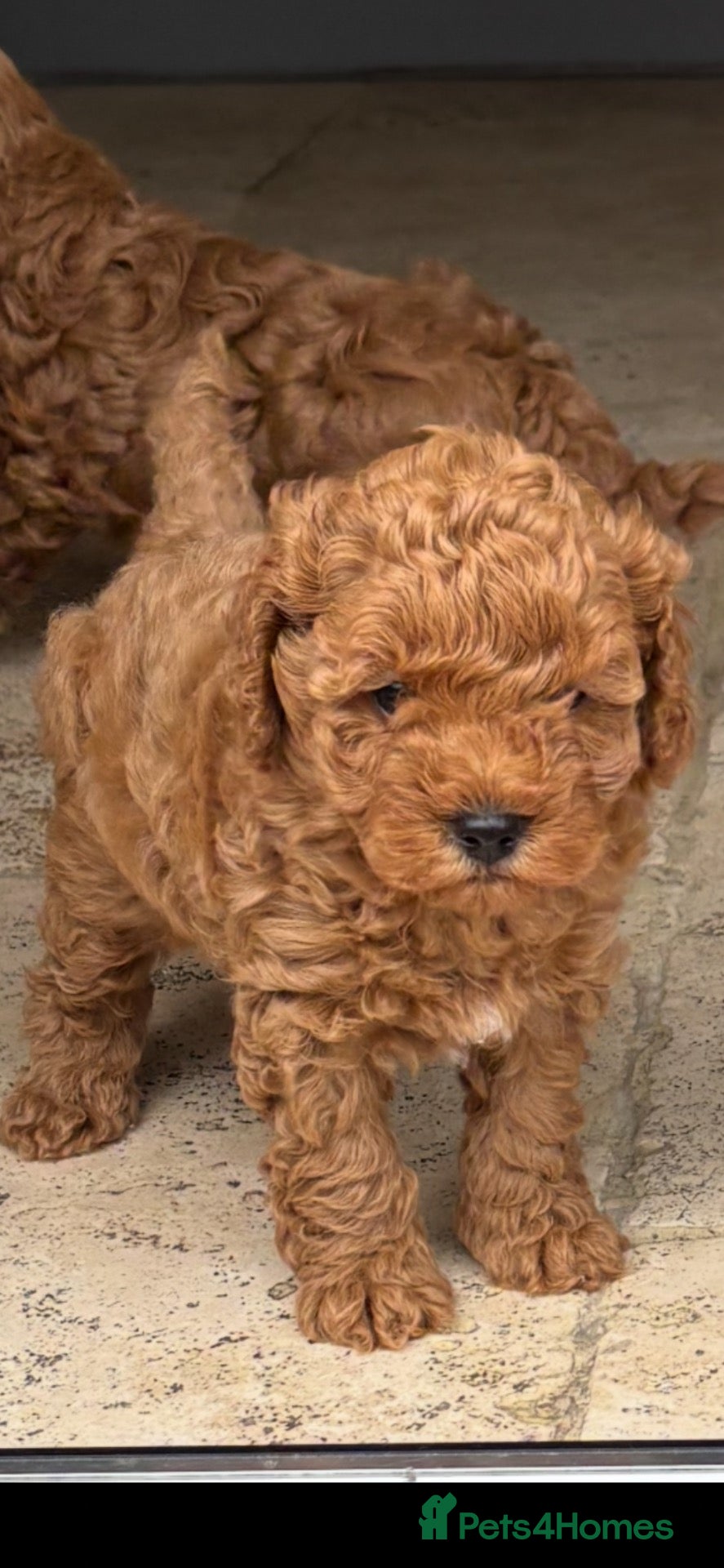 Cavapoo dogs Cavapoo pups  - Advert 3