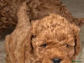 Cavapoo dogs Cavapoo pups - Advert 1
