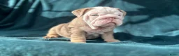 English Bulldog dogs for sale: 🌟 Quality English Bulldog Puppies ⭐️  - Advert 21