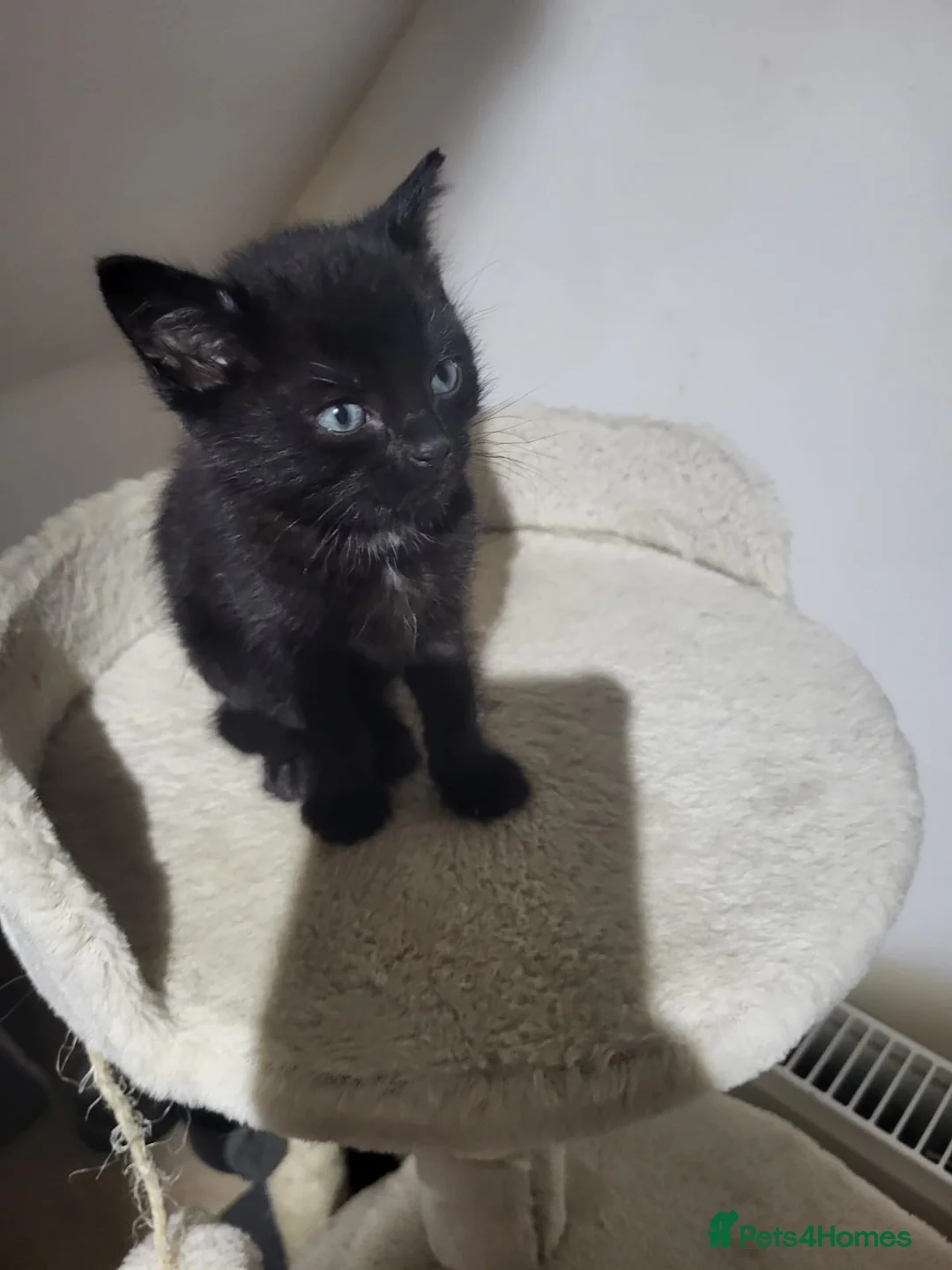 British Shorthair cats for sale: British shorthair  - Advert 2