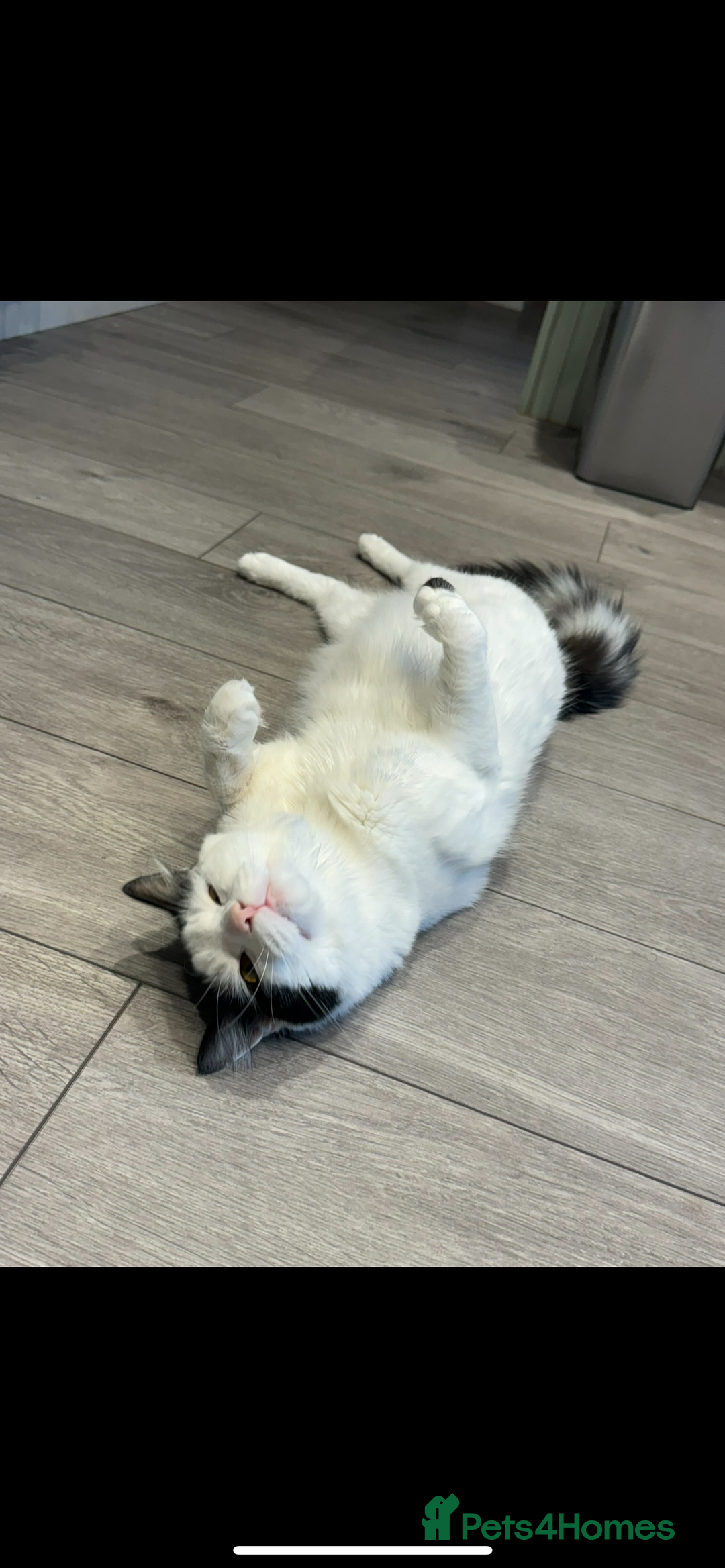 Domestic Shorthair cats for sale: Lovely Female Tabby & Tuxedo Kittens - Advert 13