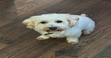 Mixed Breed dogs Bichon Frise x West Highland Terrier  - Advert 9