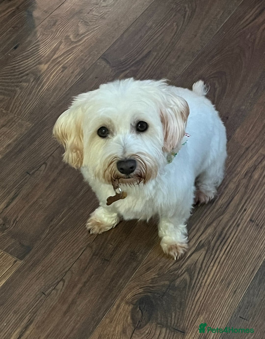 Mixed Breed dogs for sale: Bichon Frise x West Highland Terrier  - Advert 2