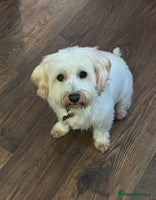 Mixed Breed dogs Bichon Frise x West Highland Terrier - Advert 9