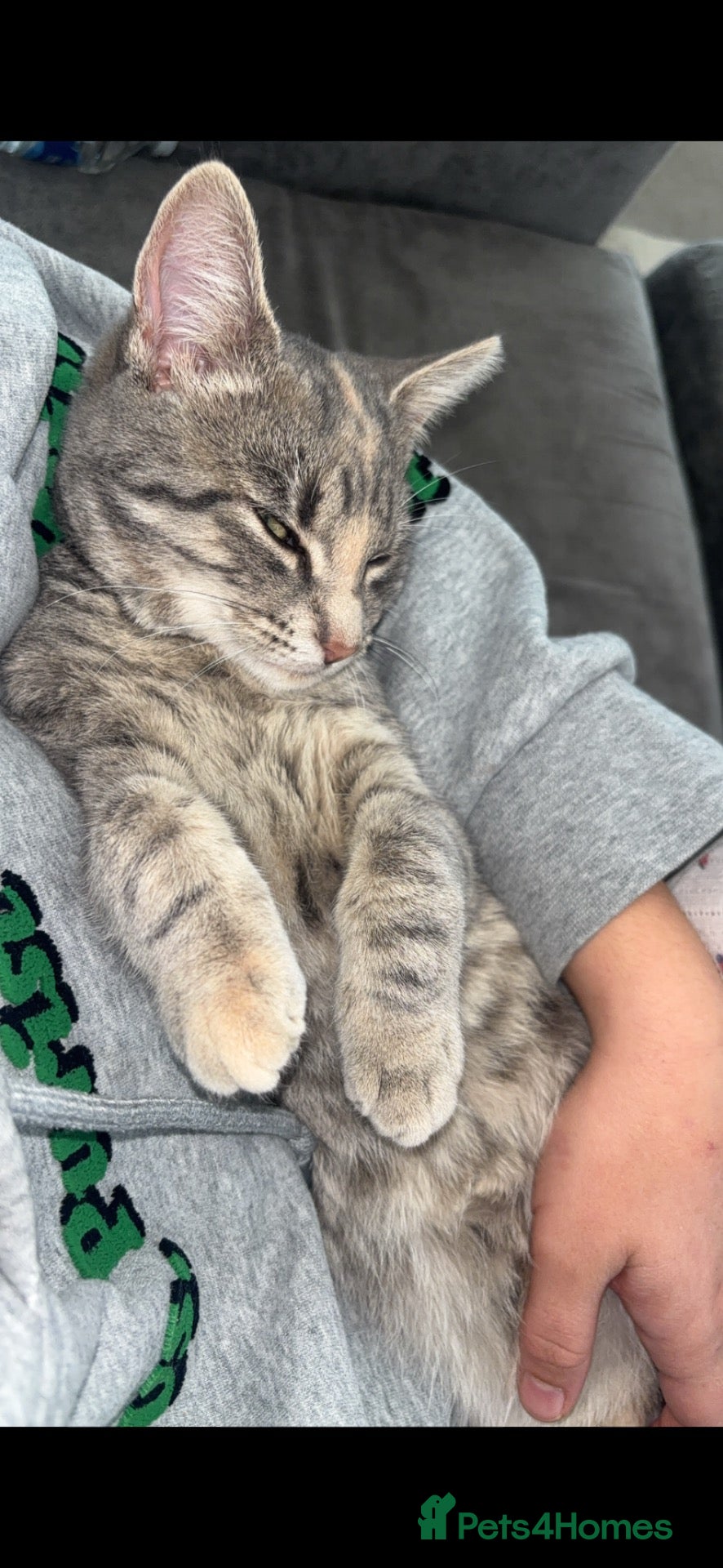 Mixed Breed cats Willow - Advert 1