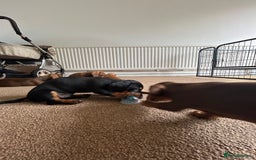Miniature Dachshund dogs for sale: Miniature Dachshund Pups  in Banbury - Image 38