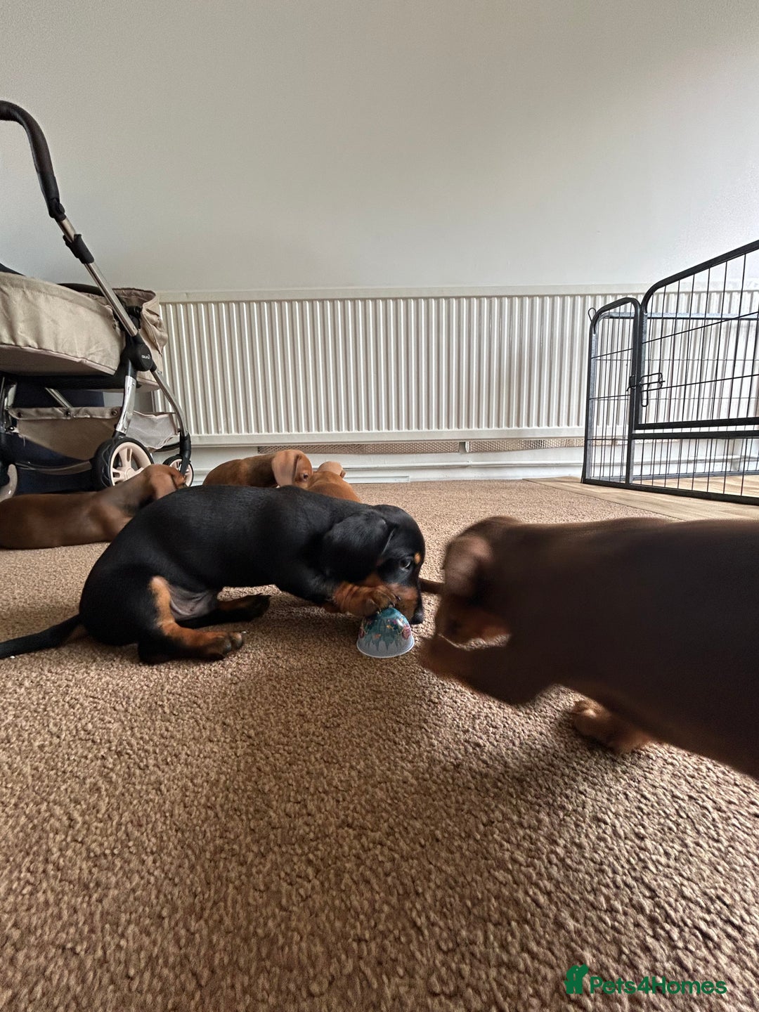 Miniature Dachshund dogs for sale: Miniature Dachshund Pups  in Banbury - Image 38