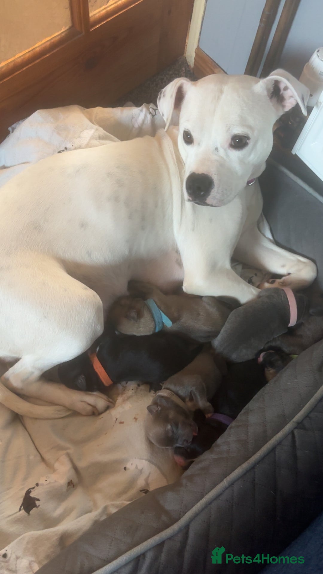 Mixed Breed dogs for sale: Puppies Looking For Forever Homes 🩷 - Advert 5