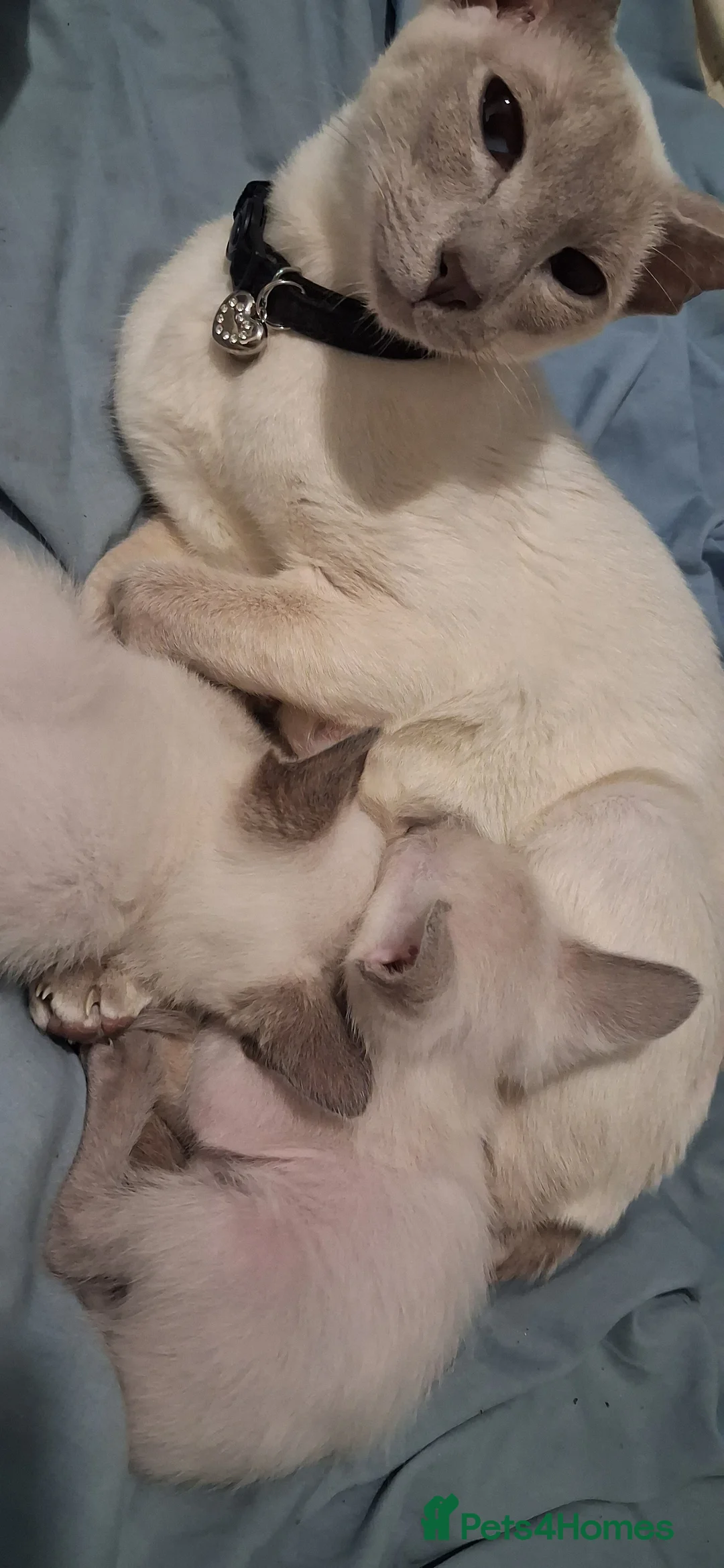 Siamese cats for sale: Cheeky Pure Siamese Kittens - 2Left - Advert 2