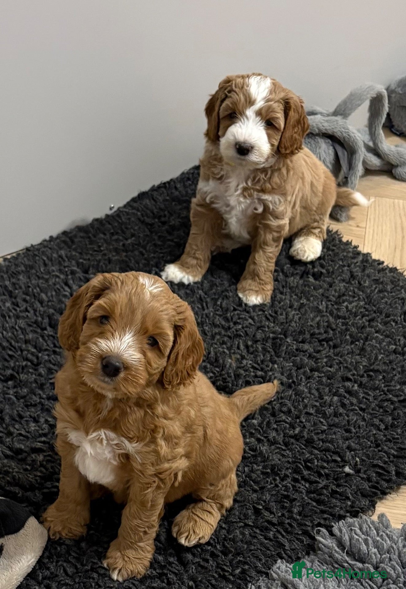 Australian Labradoodle dogs Multigen Australian Labradoodle - Advert 2