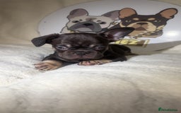 French Bulldog dogs for sale: French Bulldog puppies for sale - Image 18