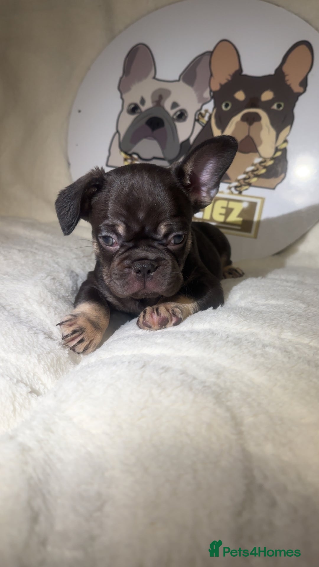 French Bulldog dogs for sale: French Bulldog puppies for sale - Image 18